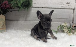 French Bulldog dogs for sale: Kandi - Image 4