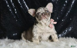 French Bulldog dogs for sale: Chanel - Image 7