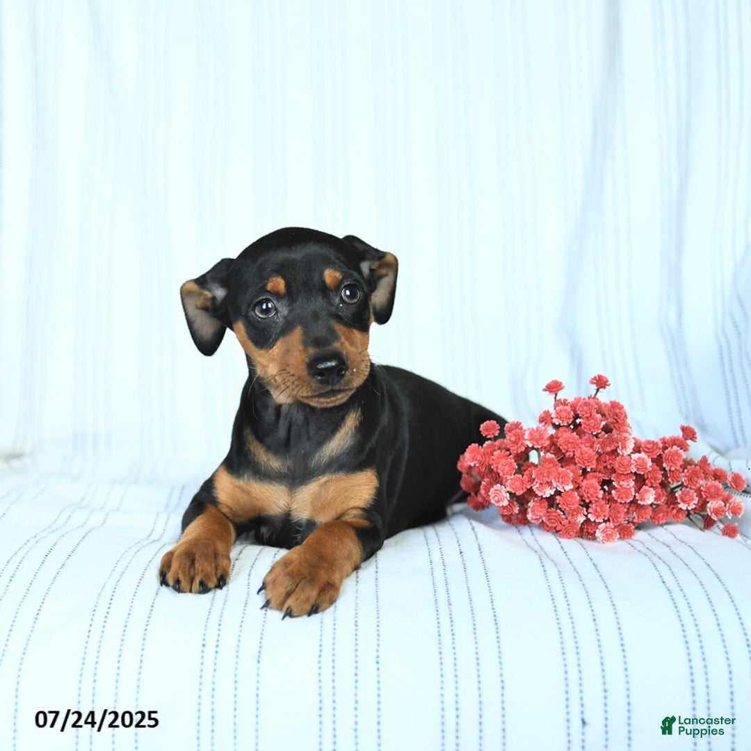 Miniature Pinscher dogs for sale: Bella - Image 3