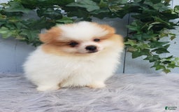 Pomeranian dogs for sale: Max - Image 4