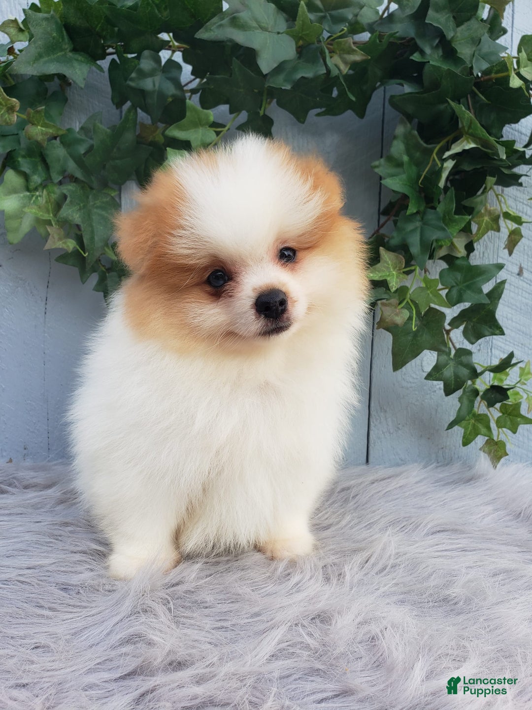 Pomeranian dogs for sale: Max - Image 4