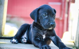 Great Dane dogs for sale: Selene - Image 25