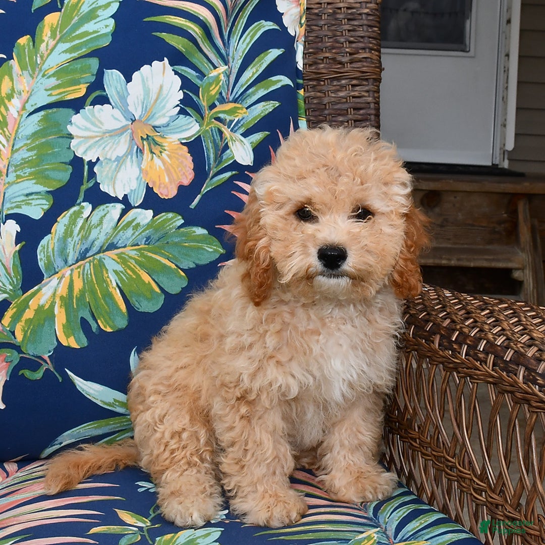 Forever dogs for sale: Remi - Image 4