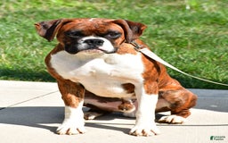 Boxer dogs for sale: Rowan - Image 9