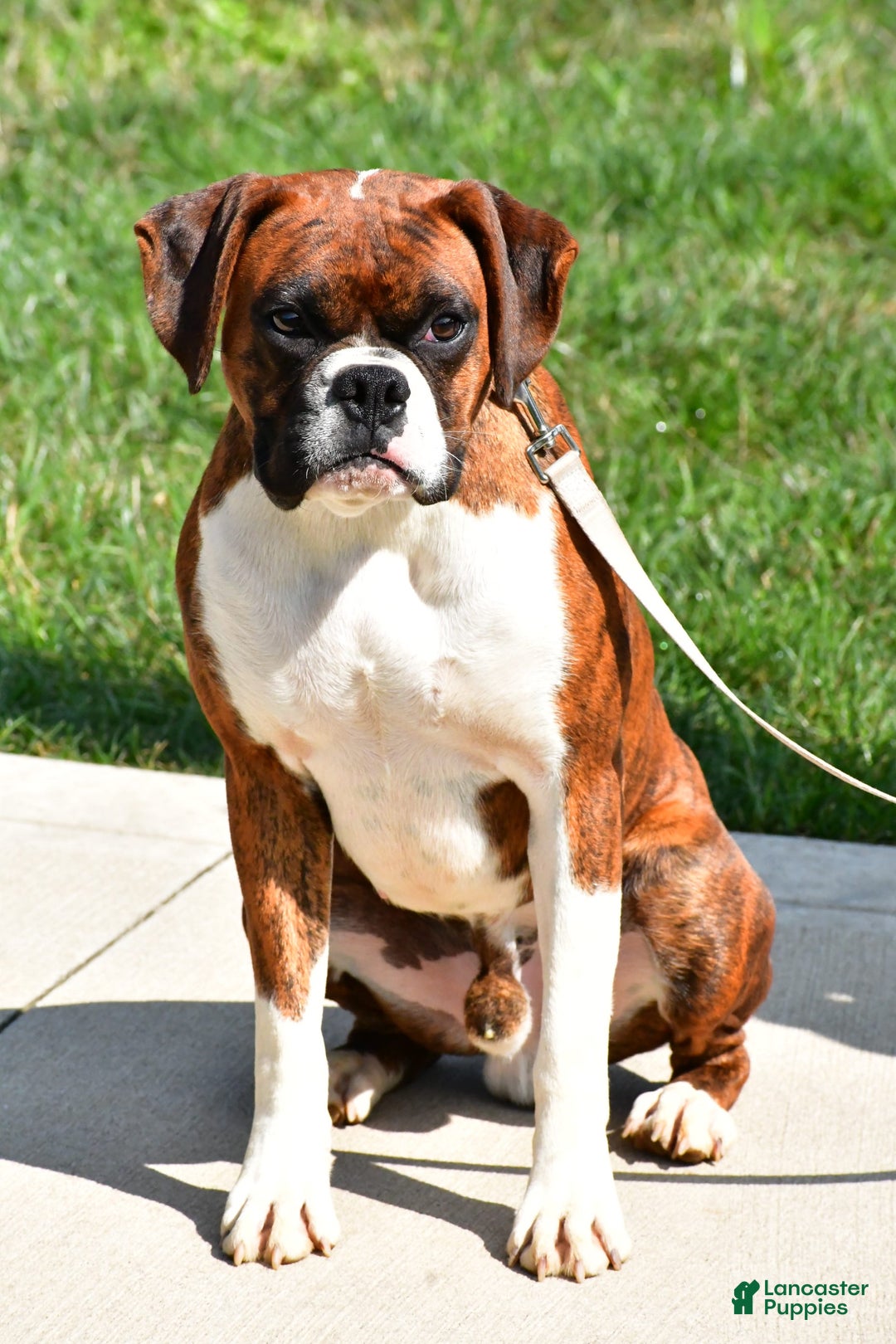 Boxer dogs for sale: Rowan - Image 9