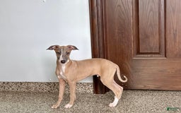Italian Greyhound dogs for sale: Derek - Image 2