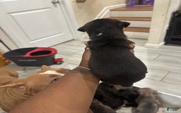 American Bully dogs for sale: American Bully 8 puppies - Image 8