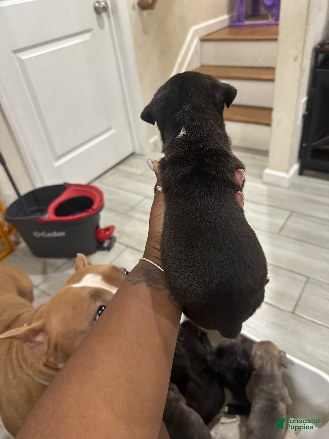 American Bully dogs for sale: American Bully 8 puppies - Image 8