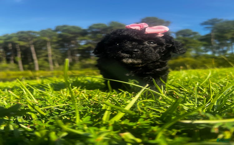 Aussiedoodle dogs for sale - Ad 1