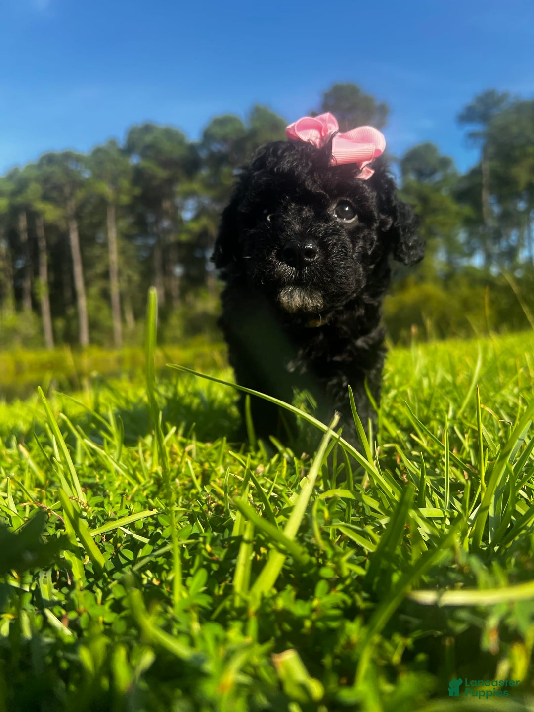 Aussiedoodle dogs for sale: Luna - Image 1
