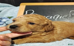 Mini Goldendoodle dogs for sale: Beanie Baby - Image 9