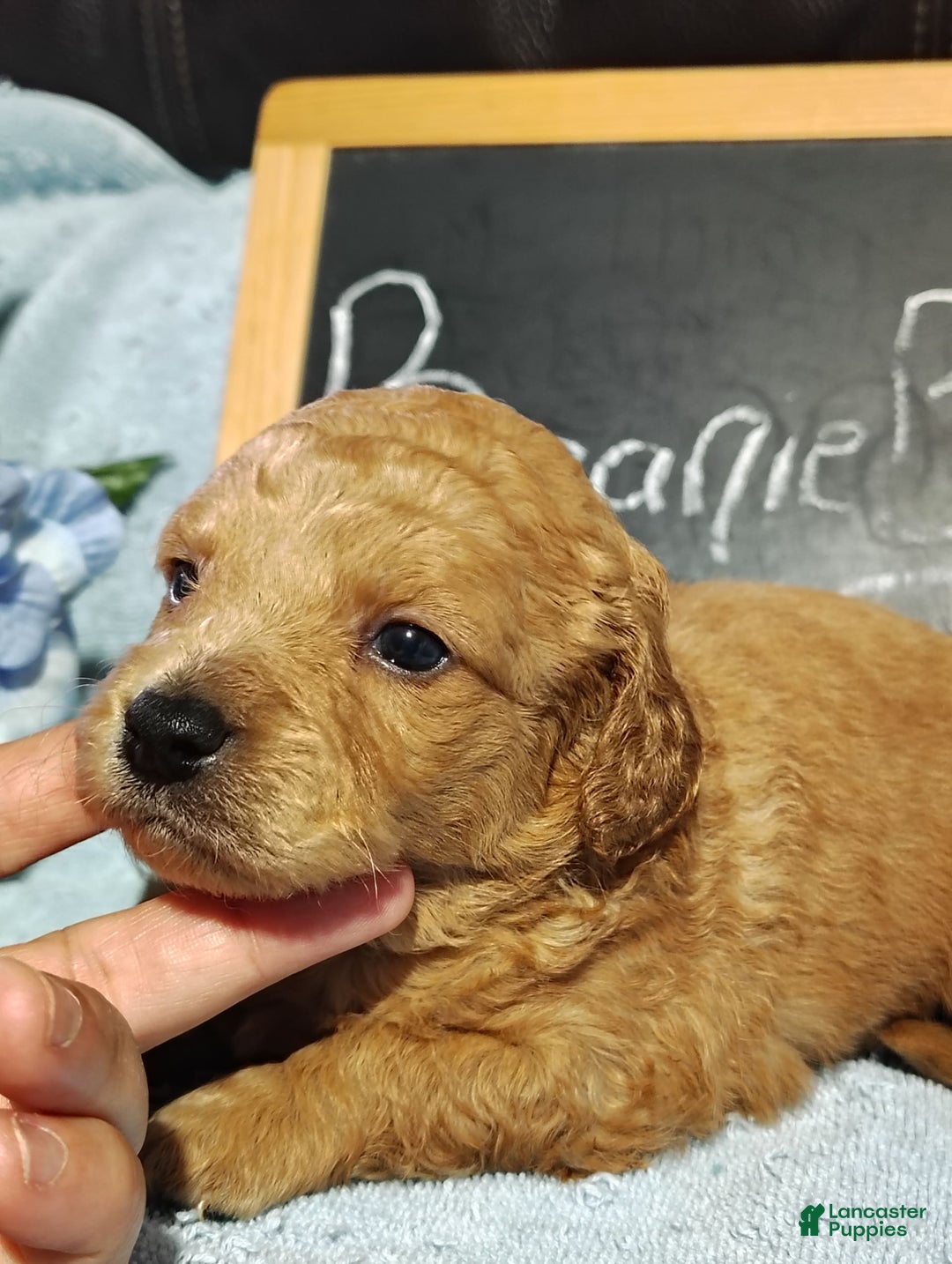 Mini Goldendoodle dogs for sale: Beanie Baby - Image 9