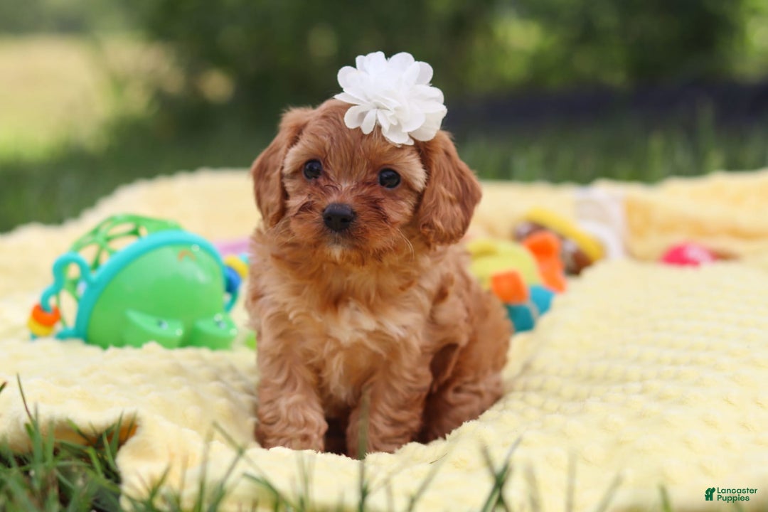 Cavapoo dogs for sale: Winnie - Image 8