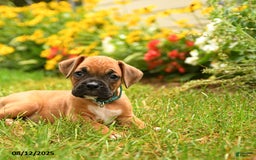 Boxer dogs for sale: Sequoia - Image 2