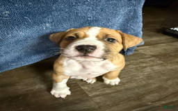 American Pit Bull Terrier dogs for sale: Helga - Image 1