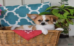 Papillon dogs for sale: Alex - Image 2