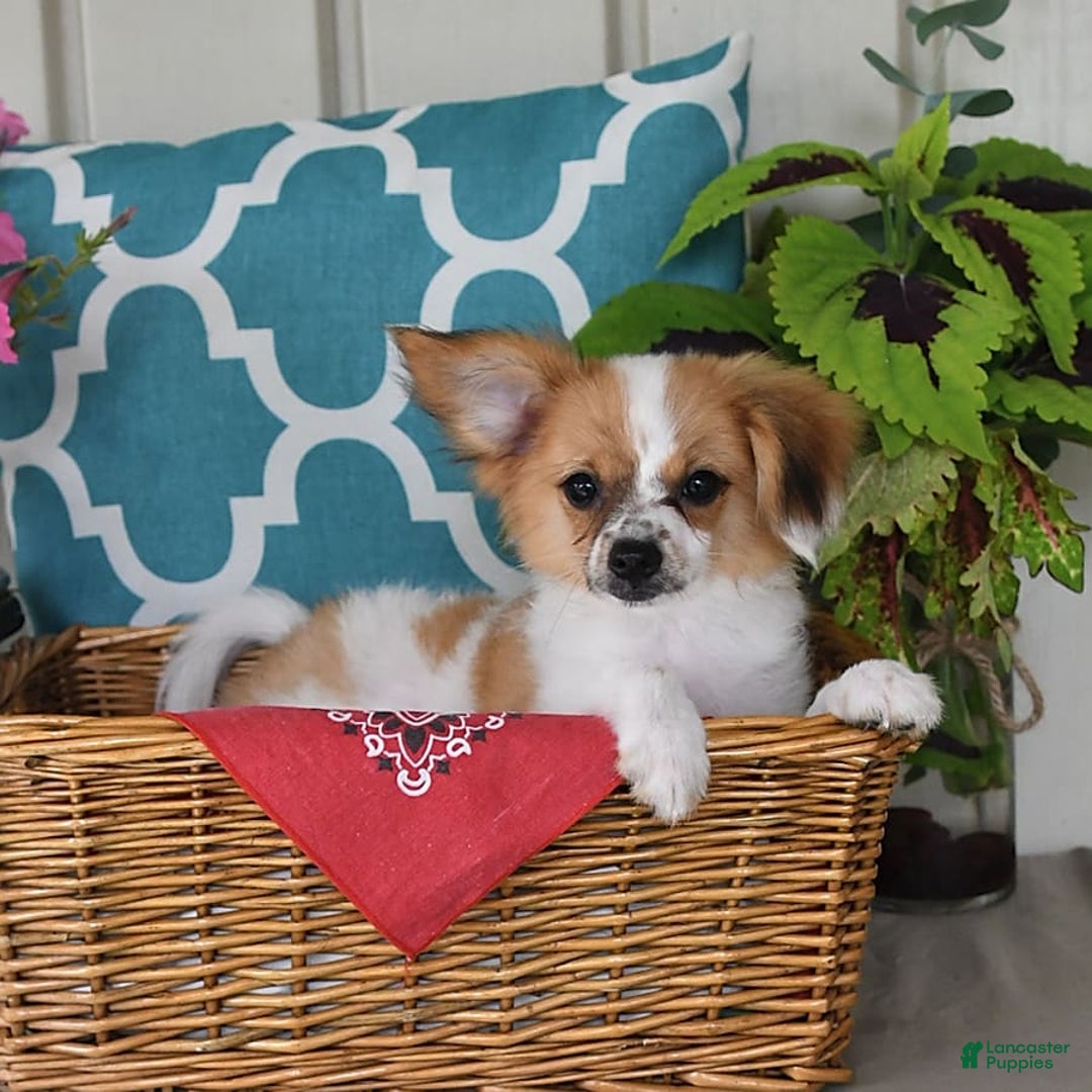 Papillon dogs for sale: Alex - Image 2