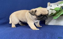 Pug dogs for sale: Elmer - Image 2