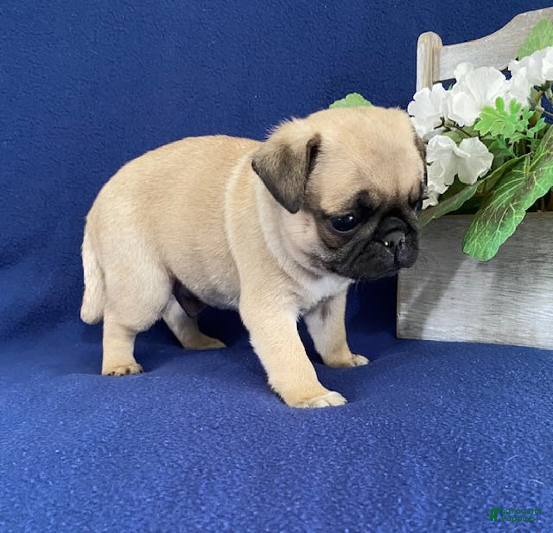 Pug dogs for sale: Elmer - Image 2