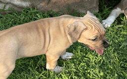American Pit Bull Terrier dogs for sale: Pincess - Image 20