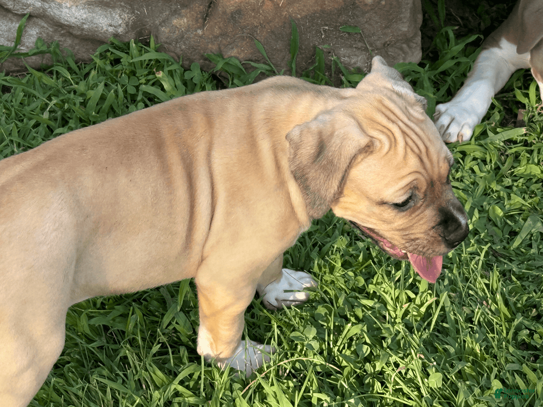 American Pit Bull Terrier dogs for sale: Pincess - Image 20