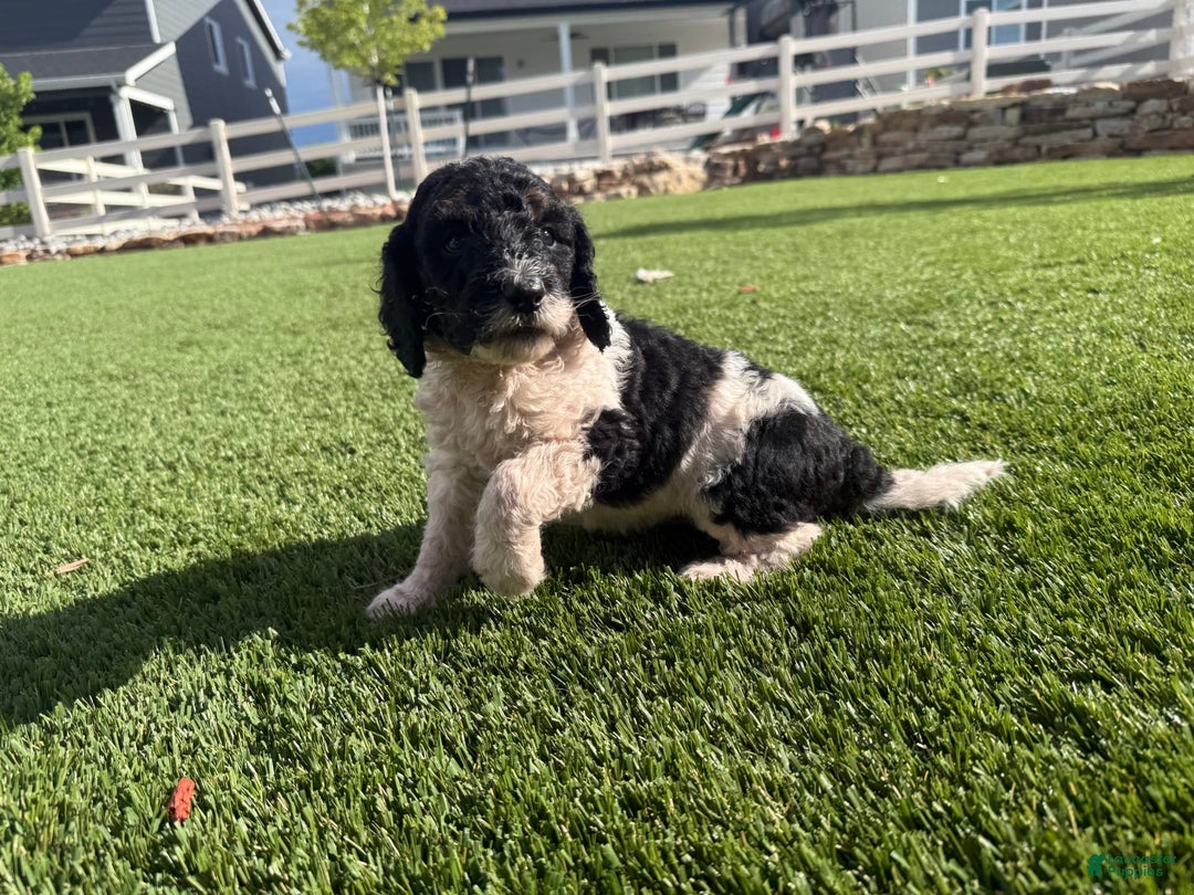 Bernedoodle dogs for sale: 11 - Image 3