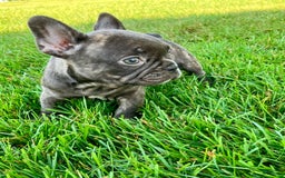 French Bulldog dogs for sale: Bailey - Image 1