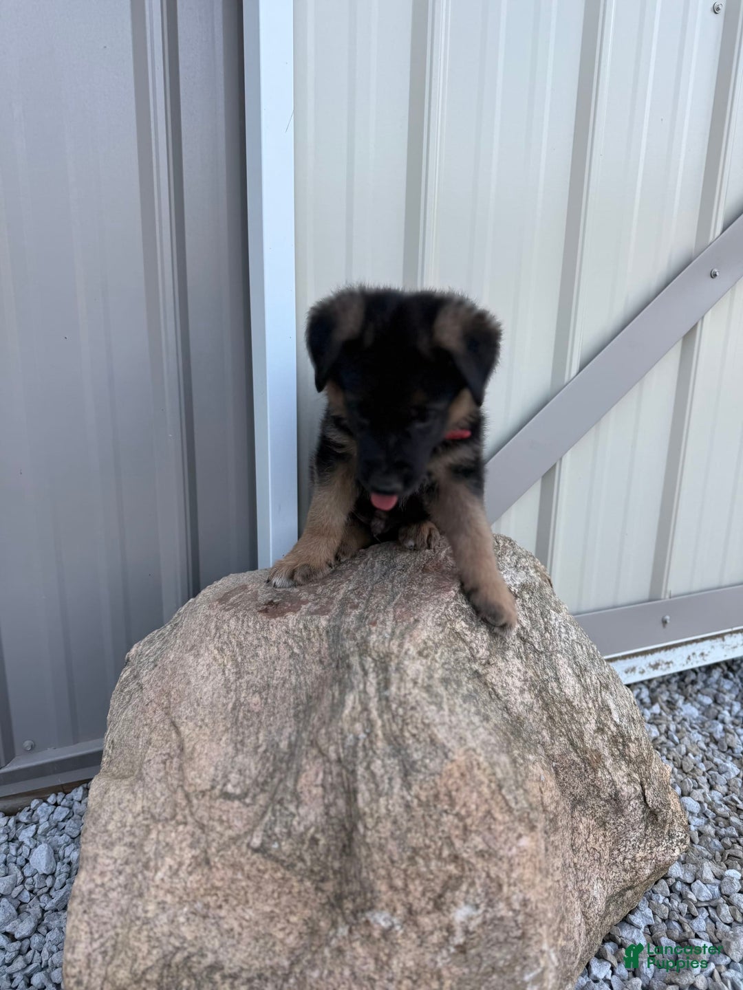 German Shepherd dogs for sale: Red - Image 8