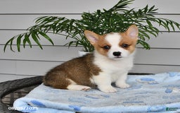 Welsh Corgi Pembroke dogs for sale: Jaxon - Image 3
