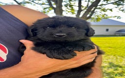 Newfoundland dogs for sale: Newfoundland 2 puppies - Image 10