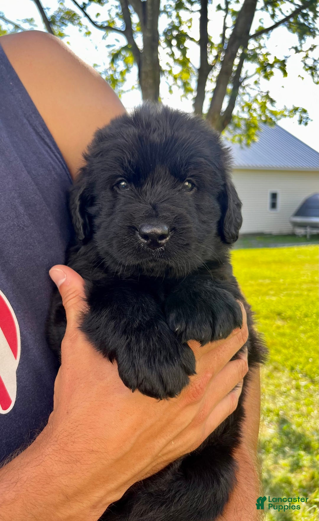 Newfoundland dogs for sale: Newfoundland 2 puppies - Image 10