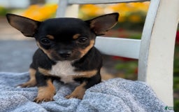 Chihuahua dogs for sale: Sprinkles - Image 1