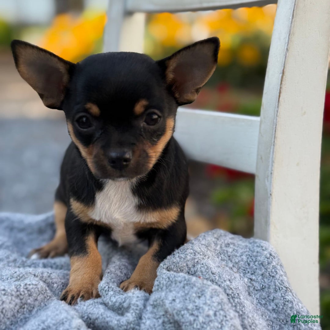 Chihuahua dogs for sale: Sprinkles - Image 1