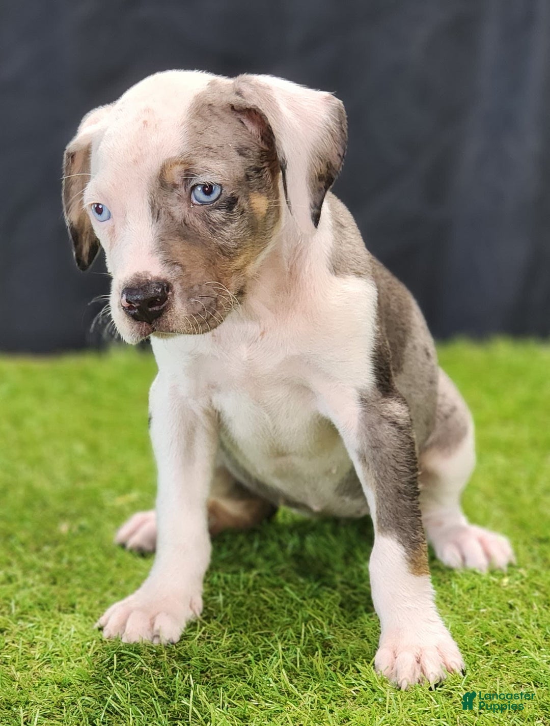 Catahoula Leopard Dog dogs for sale: Diamond 2025 F1 - Image 10