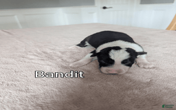 Border Collie dogs for sale: Bandit - Image 1