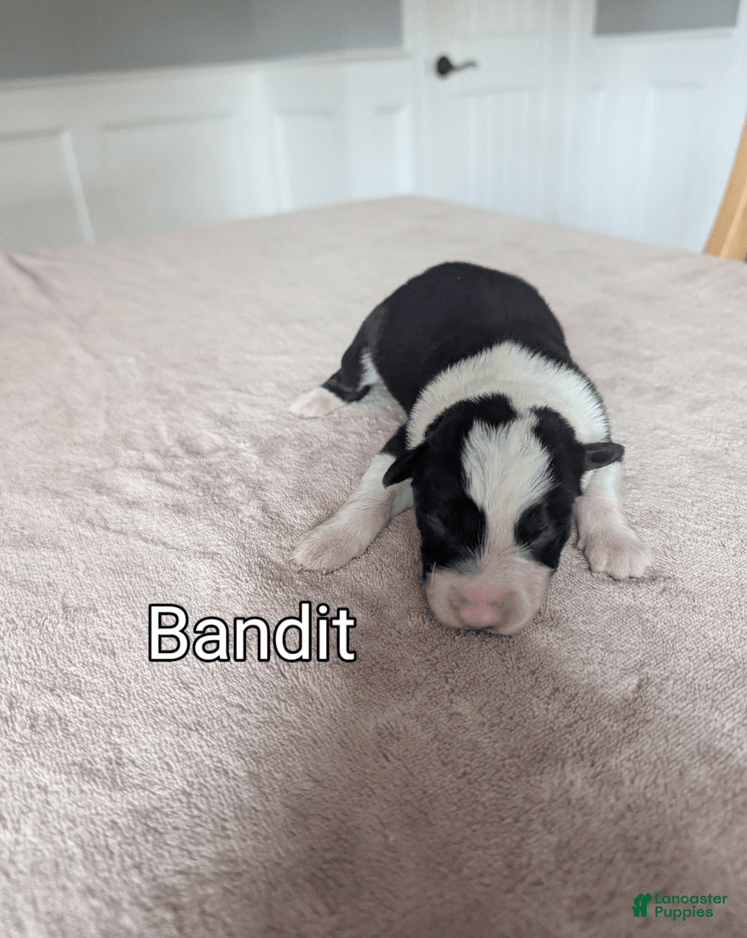 Border Collie dogs for sale: Bandit - Image 1