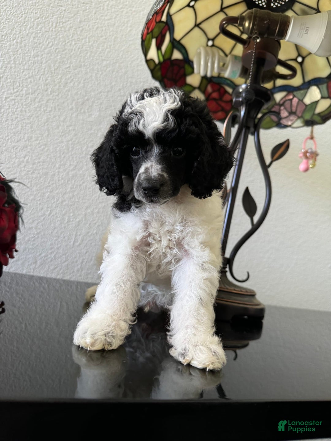 Miniature Poodle dogs for sale: Thor - Image 17