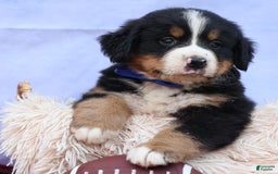 Bernese Mountain Dog dogs for sale: Seth - Image 12