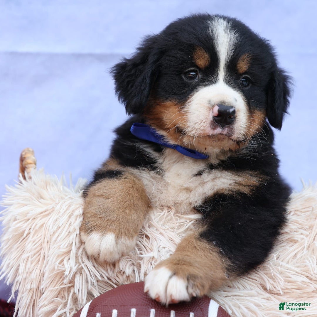Bernese Mountain Dog dogs for sale: Seth - Image 12