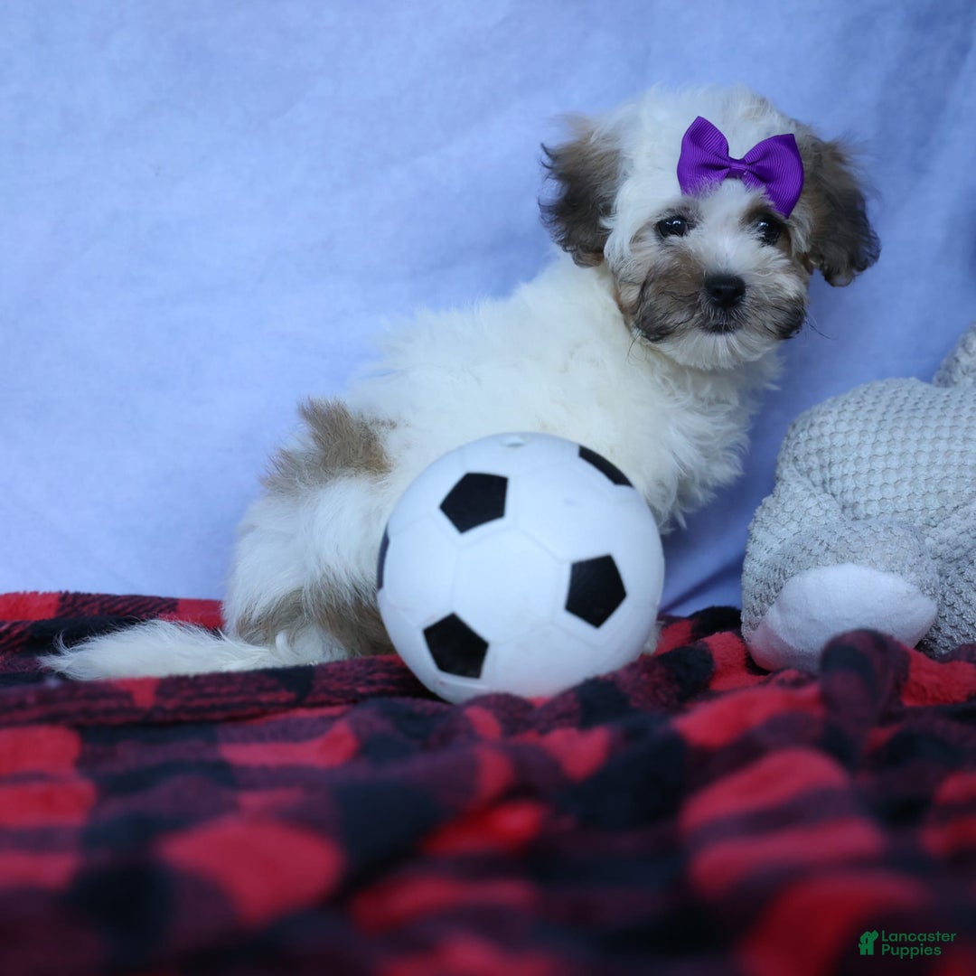 Shihpoo dogs for sale: Scarlett - Image 1