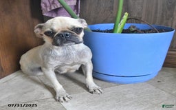 Puggle dogs for sale: Sunflower - Image 6
