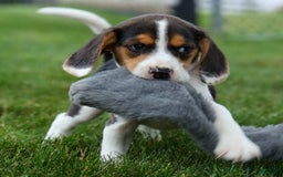Beagle dogs for sale: Kit Kat - Image 16
