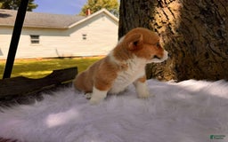 American Corgi dogs for sale: Lily - Image 3