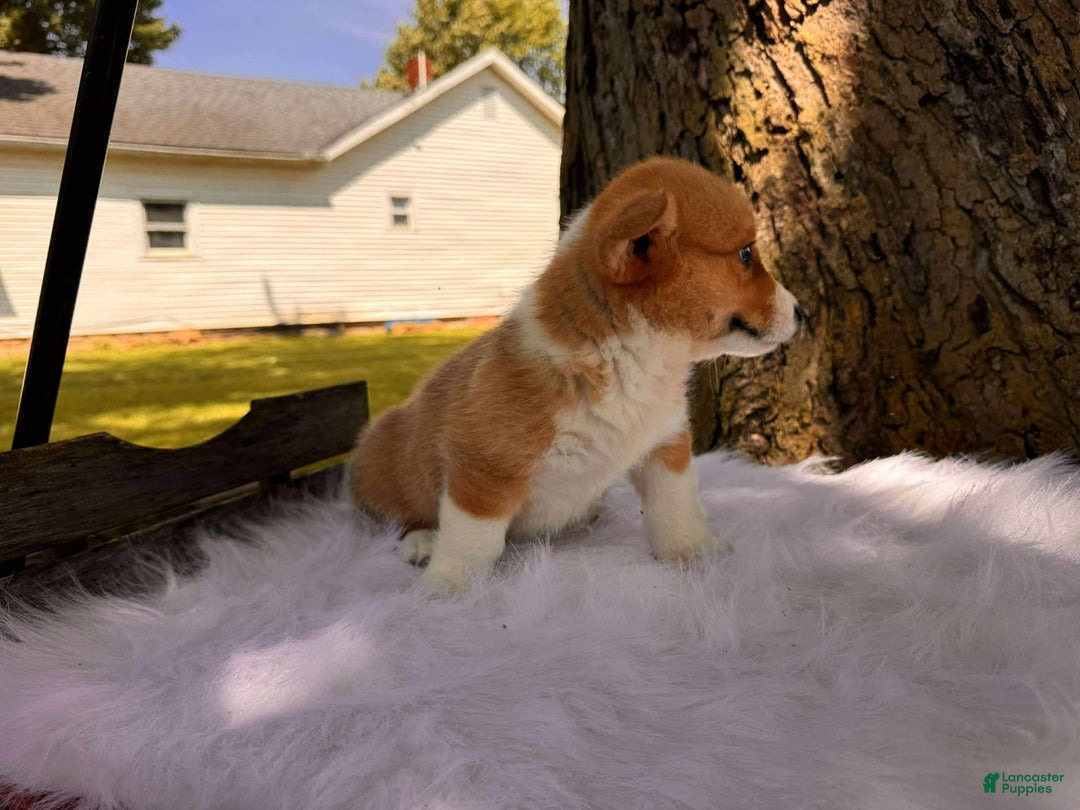 American Corgi dogs for sale: Lily - Image 3