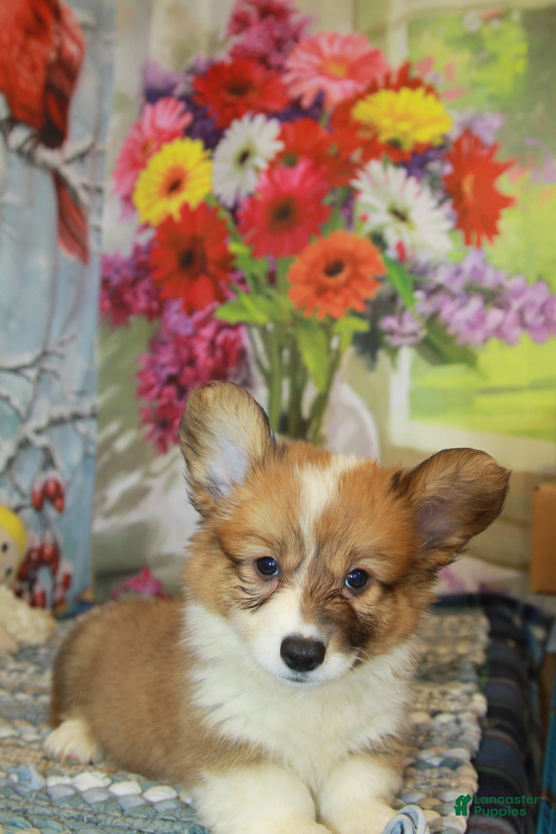 Welsh Corgi Pembroke dogs for sale: Harvey Fluffy - Image 6