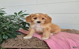 Cockapoo dogs for sale: Dixie - Image 3