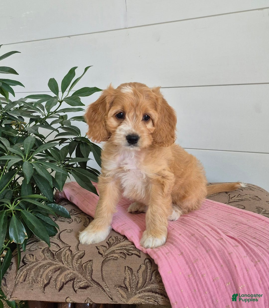 Cockapoo dogs for sale: Dixie - Image 3