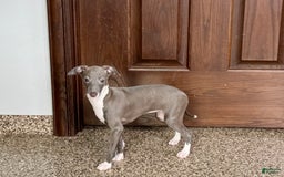 Italian Greyhound dogs for sale: Lila - Image 18