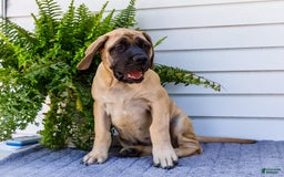 English Mastiff dogs for sale: Hadley - Image 10