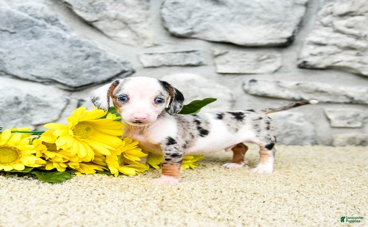 Miniature Dachshund dogs for sale - Ad 4